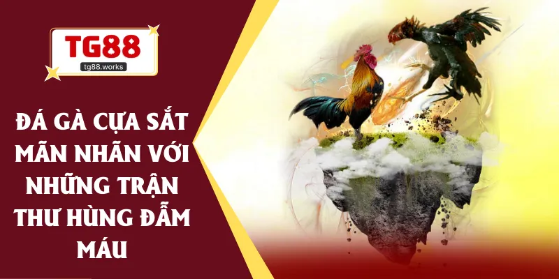 đá gà cựa sắt