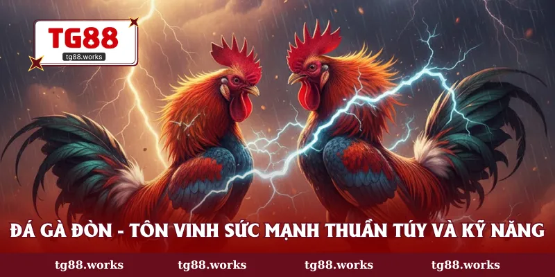 Đá gà đòn - Tôn vinh sức mạnh thuần túy và kỹ năng