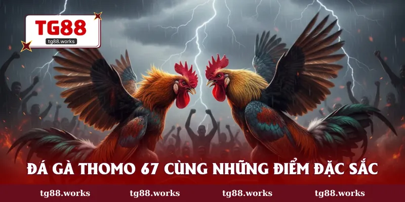 Đá gà Thomo 67 cùng những điểm đặc sắc