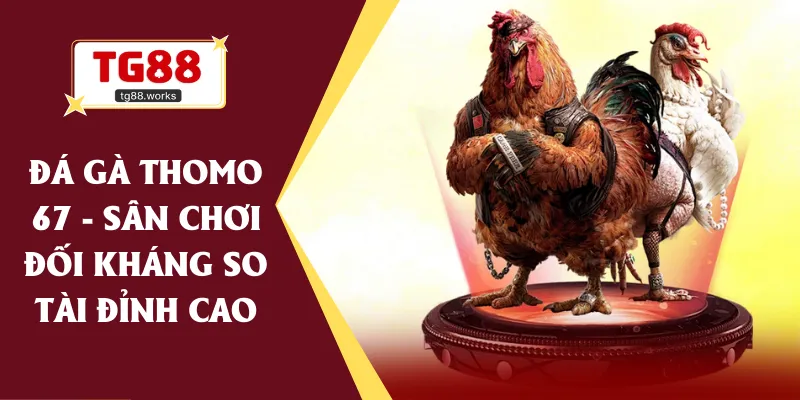 đá gà thomo 67