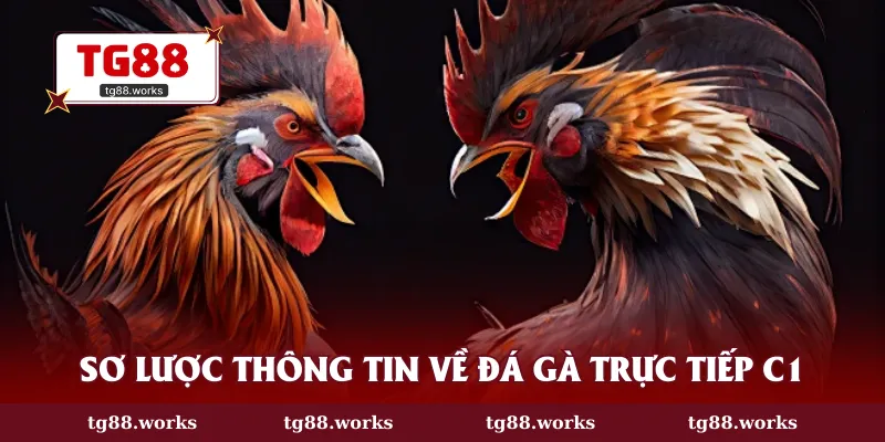 Sơ lược thông tin về đá gà trực tiếp C1