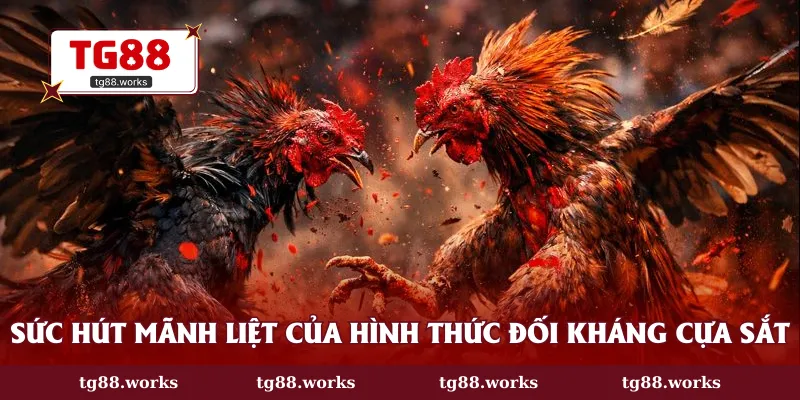 Sức hút mãnh liệt của hình thức đối kháng cựa sắt