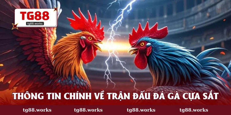 Thông tin chính về trận đấu đá gà cựa sắt