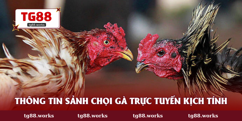 Thông tin sảnh chọi gà trực tuyến kịch tính