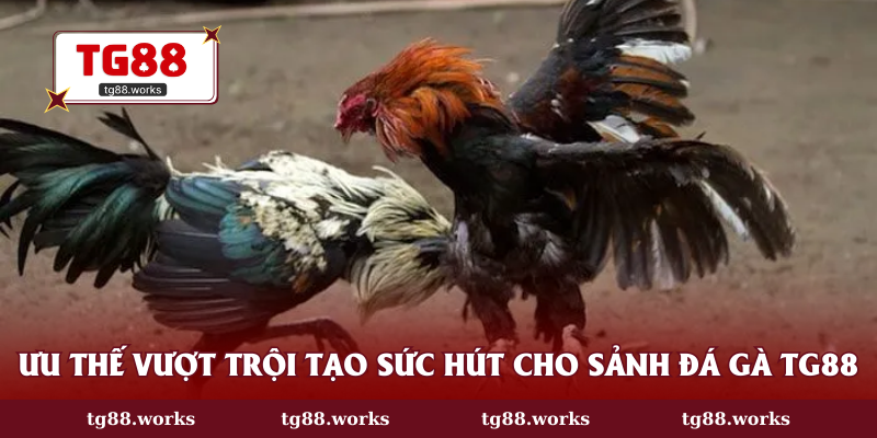 Ưu thế vượt trội tạo sức hút cho sảnh đá gà TG88