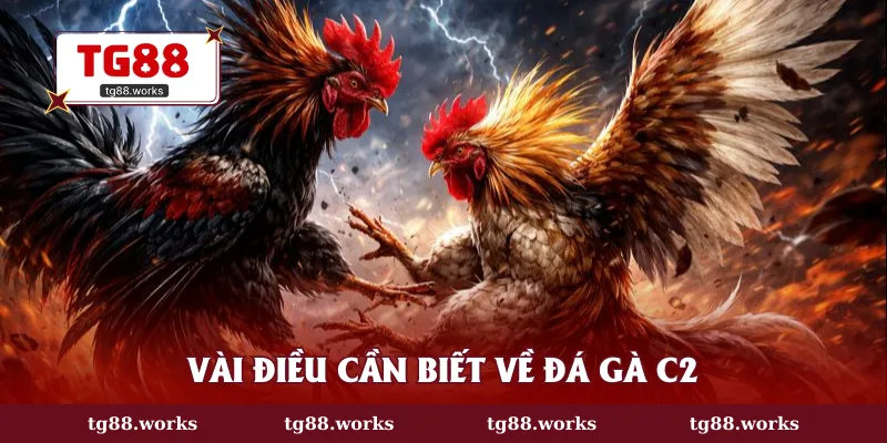 Vài điều cần biết về đá gà C2