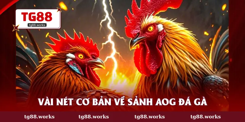 Vài nét cơ bản về sảnh AOG đá gà